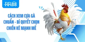 Cách Xem Cựa Gà Chuẩn - Bí Quyết Chọn Chiến Kê Mạnh Mẽ