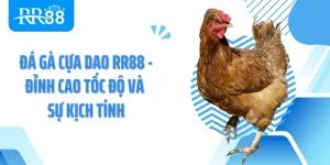 Đá Gà Cựa Dao Rr88 - Đỉnh Cao Tốc Độ Và Sự Kịch Tính