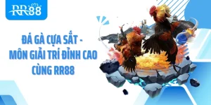 Đá Gà Cựa Sắt - Môn Giải Trí Đỉnh Cao Cùng RR88