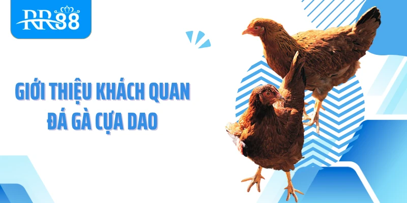 Giới thiệu khách quan đá gà cựa dao