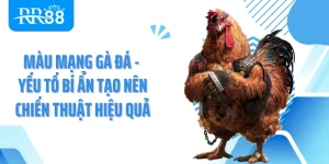 Màu Mạng Gà Đá - Yếu Tố Bí Ẩn Tạo Nên Chiến Thuật Hiệu Quả