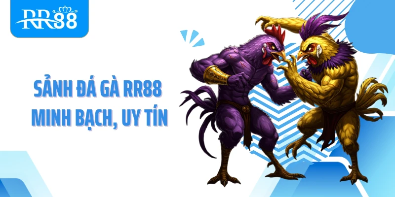 Sảnh đá gà RR88 minh bạch, uy tín