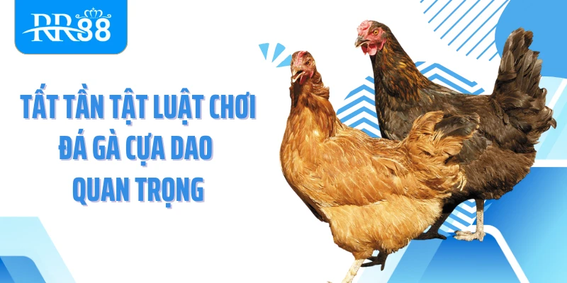Tất tần tật luật chơi đá gà cựa dao quan trọng